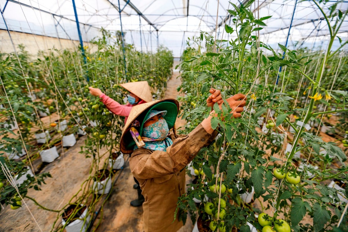 Thu hút dòng vốn FDI chất lượng cao cho nông nghiệp xanh, bền vững