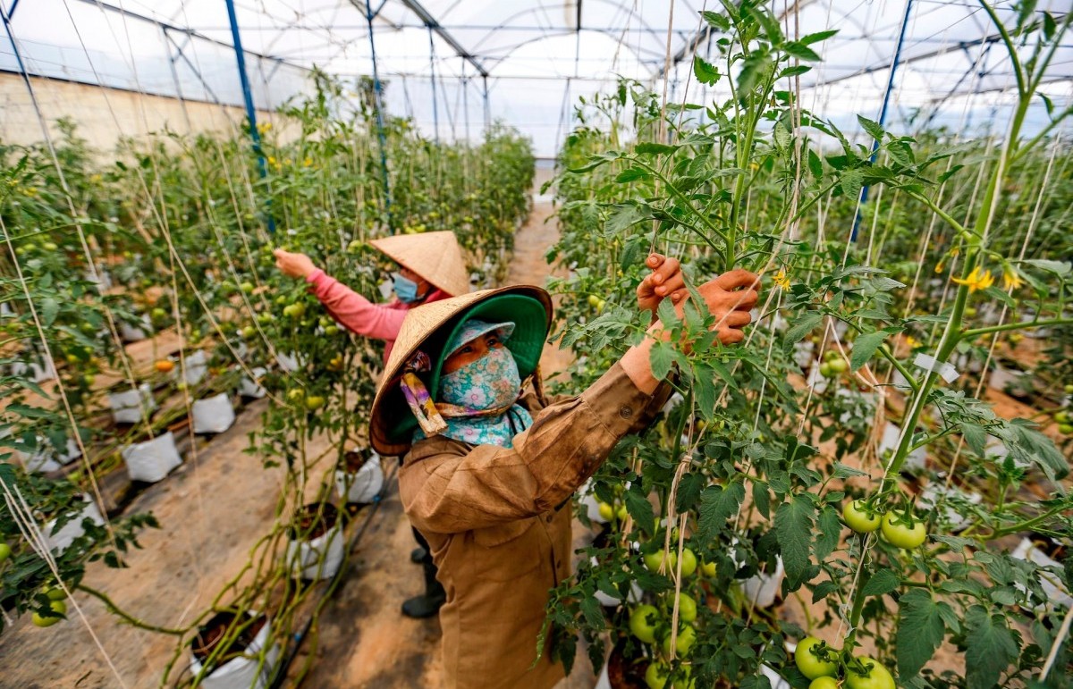 Thu hút dòng vốn FDI chất lượng cao cho nông nghiệp xanh, bền vững