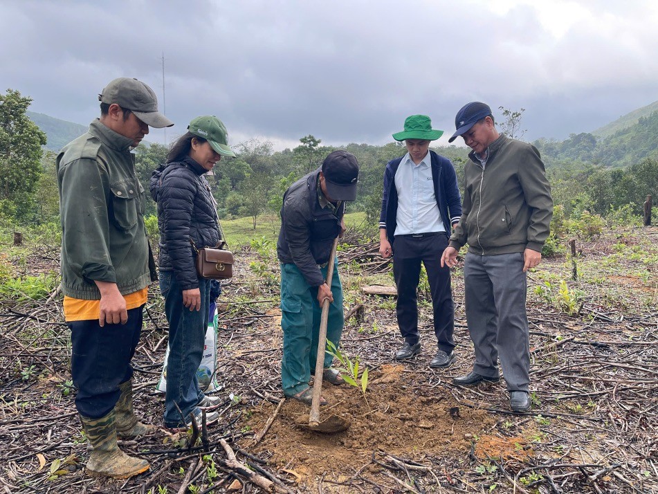 Triển khai mô hình trồng rừng thâm canh cây Keo lai cho các hộ nghèo và cận nghèo ở Quảng Trị
