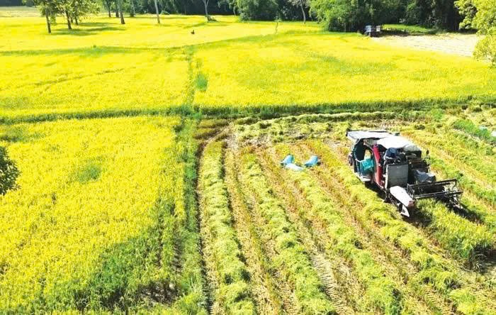 Tây Ninh phê duyệt vùng quy hoạch 124.000 ha trồng lúa năng suất, chất lượng cao