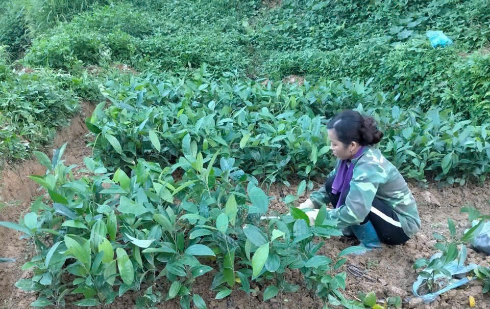 Lợi ích kép cho người dân và môi trường từ trồng cây dược liệu