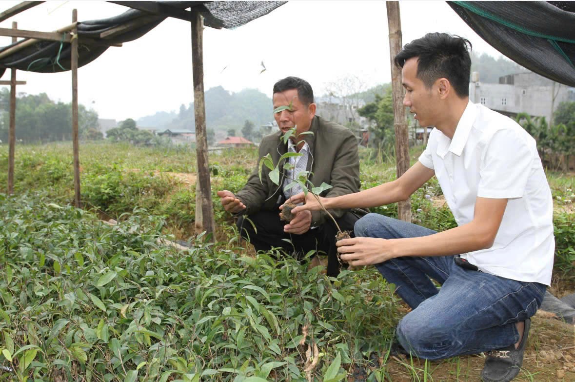 Lợi ích kép cho người dân và môi trường từ trồng cây dược liệu