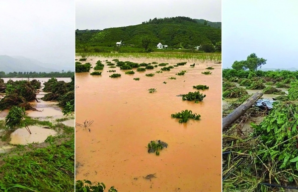 Bão lũ tại Tây Nguyên đe dọa nguồn cung, giá cà phê neo cao bất chấp tin nới lỏng thuế quan