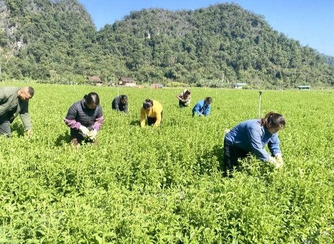 HTX Thảo Đường Vinh tạo đột phá từ trồng cỏ ngọt chuẩn VietGap giá trị cao