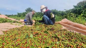 Đắk Lắk triển khai kế hoạch sản xuất, chế biến và tiêu thụ cà phê niên vụ 2025-2026