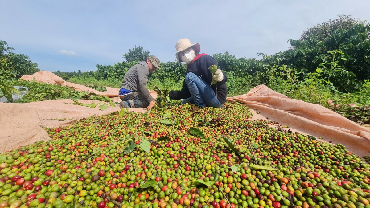 Đắk Lắk triển khai kế hoạch sản xuất, chế biến và tiêu thụ cà phê niên vụ 2025-2026