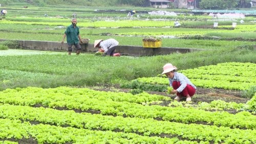 Đến 2030, Hà Nội duy trì các vùng rau an toàn chuyên canh đạt trên 400.000 tấn/năm