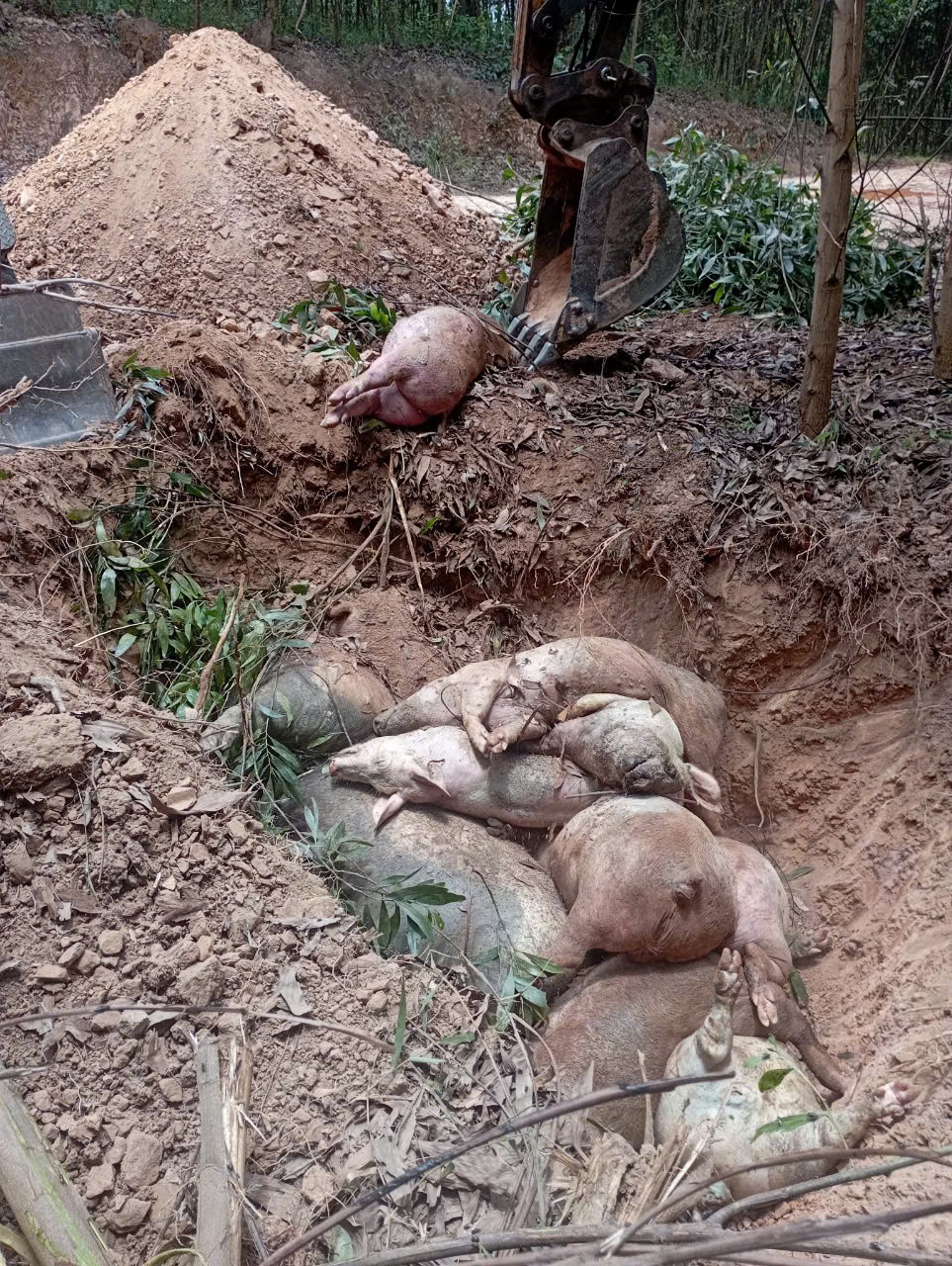 Nhiều địa phương ở Quảng Trị đã cơ bản đã khống chế được dịch tả lợn châu Phi