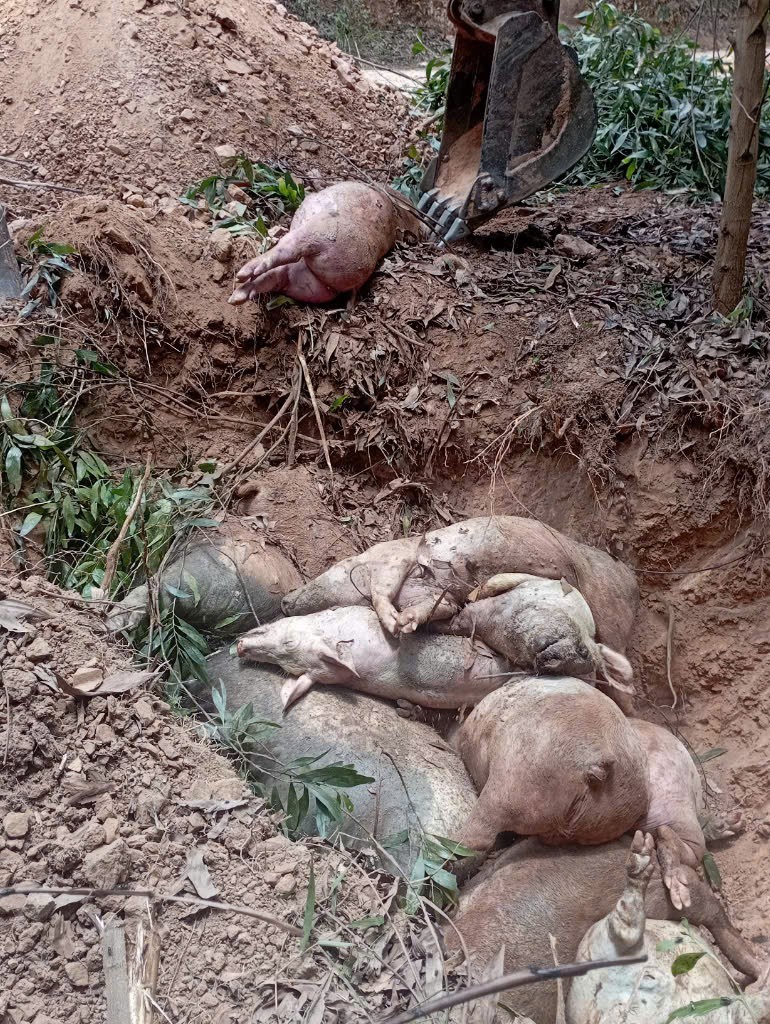 Nhiều địa phương ở Quảng Trị đã cơ bản đã khống chế được dịch tả lợn châu Phi