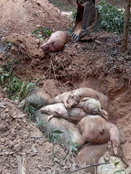 Nhiều địa phương ở Quảng Trị đã cơ bản đã khống chế được dịch tả lợn châu Phi