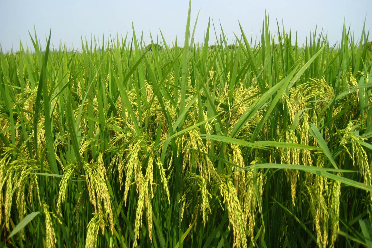 Đề xuất cơ chế mở đường hướng tới chuỗi giá trị nông nghiệp xanh