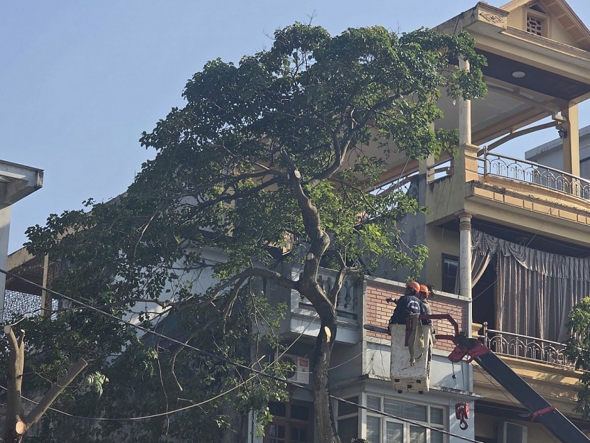 Người dân tiếc nuối khi nhiều cây xanh ở Lào Cai bị cắt trụi ngọn