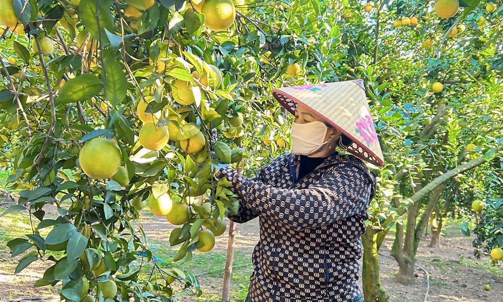 Bắc Ninh phát triển mô hình du lịch vườn trái, hướng đi mới thúc đẩy kinh tế địa phương