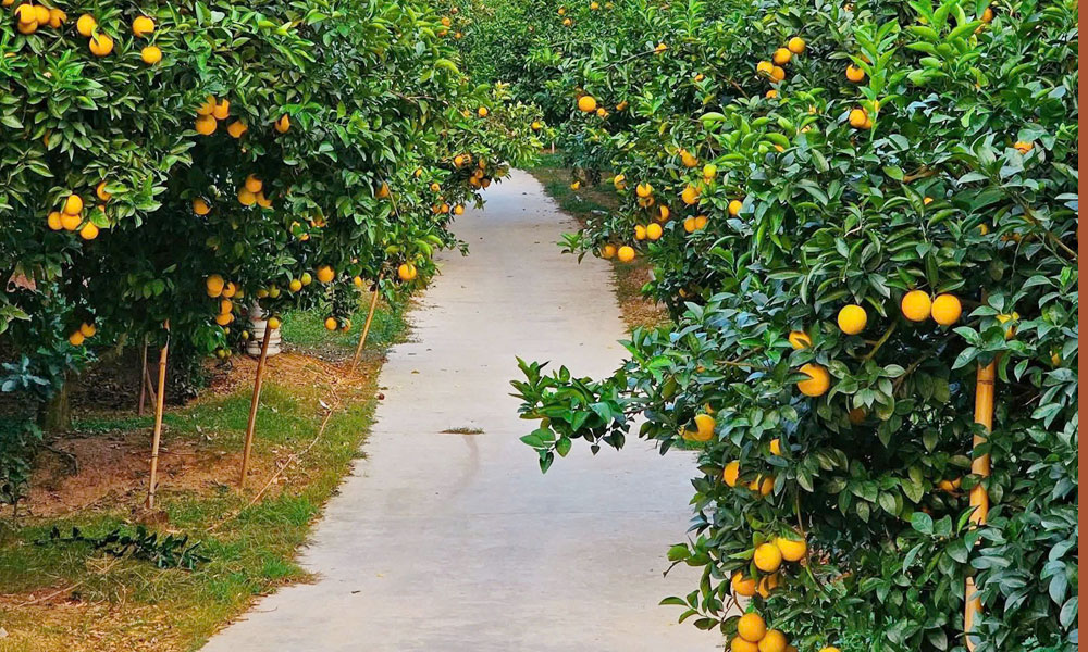 Bắc Ninh phát triển mô hình du lịch vườn trái, hướng đi mới thúc đẩy kinh tế địa phương