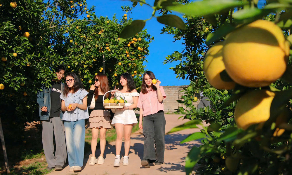 Bắc Ninh phát triển mô hình du lịch vườn trái, hướng đi mới thúc đẩy kinh tế địa phương