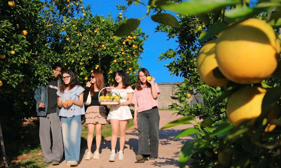 Bắc Ninh phát triển mô hình du lịch vườn trái, hướng đi mới thúc đẩy kinh tế địa phương