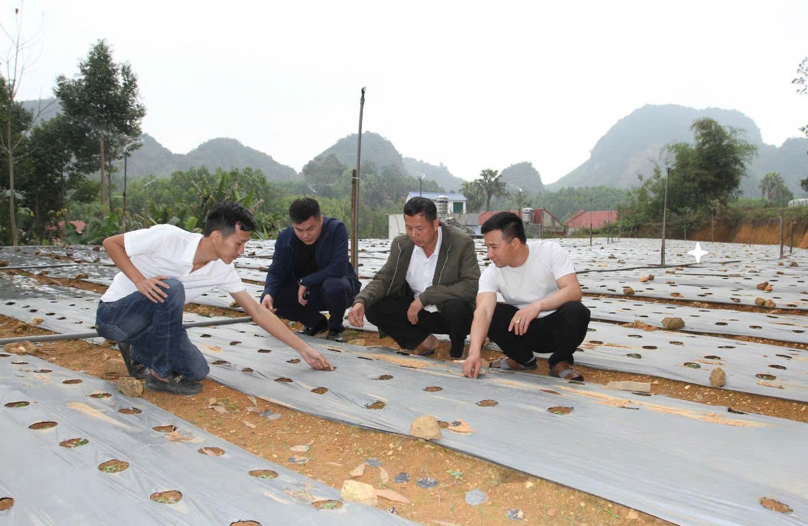 Thái Nguyên: Thúc đẩy phát triển nông lâm nghiệp gắn với đồng bào dân tộc thiểu số