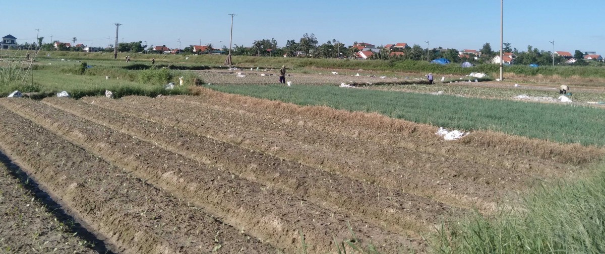 Quảng Ninh: Triển khai các giải pháp cho sản xuất vụ Đông 2025