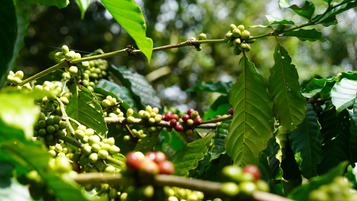 Canh tác cà phê trong nông lâm kết hợp: Sự trải nghiệp 