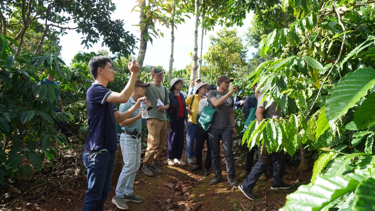 Canh tác cà phê trong nông lâm kết hợp: Sự trải nghiệp 