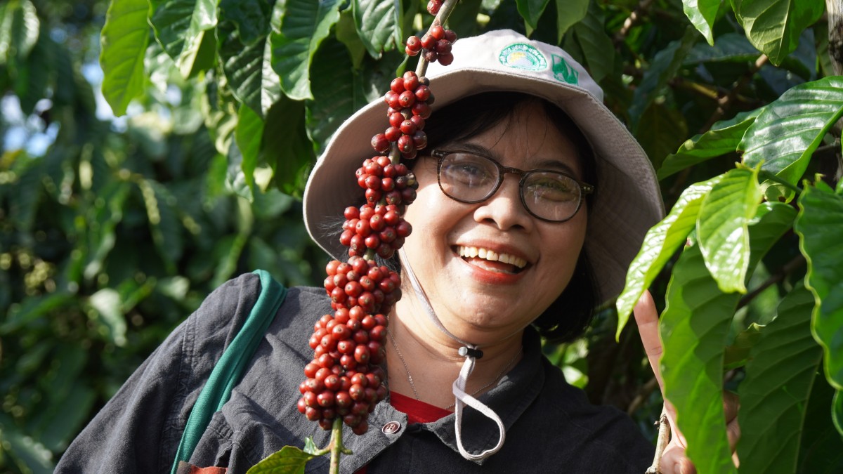 Canh tác cà phê trong nông lâm kết hợp: Sự trải nghiệp 