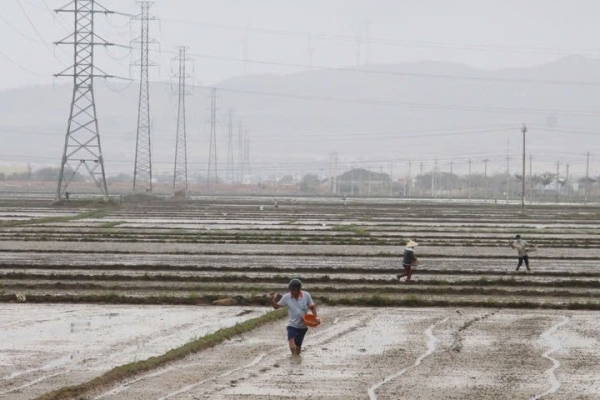 Gia Lai công bố lịch thời vụ Đông Xuân 2025-2026, giúp người dân phòng tránh rủi ro