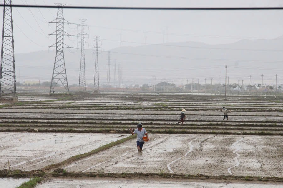 Gia Lai công bố lịch thời vụ Đông Xuân 2025-2026, giúp người dân phòng tránh rủi ro