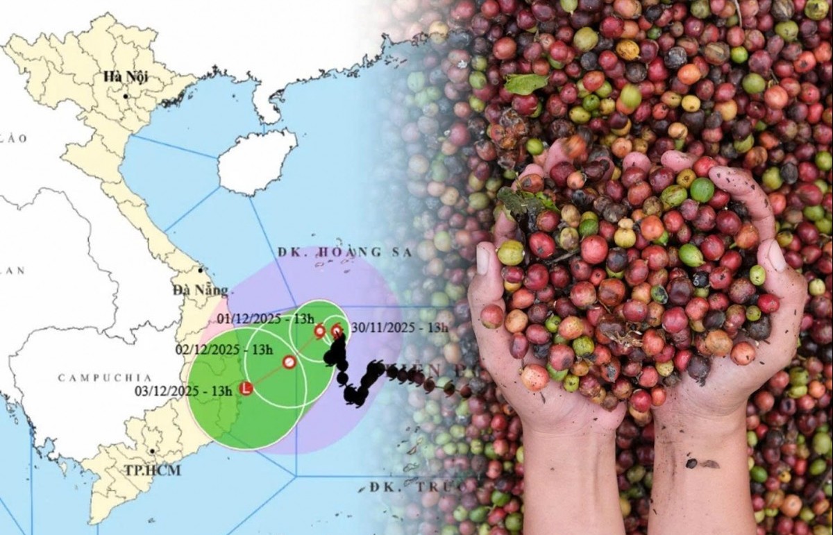 Ảnh hưởng thời tiết và cú hích thuế quan từ Mỹ đẩy giá cà phê vượt đỉnh