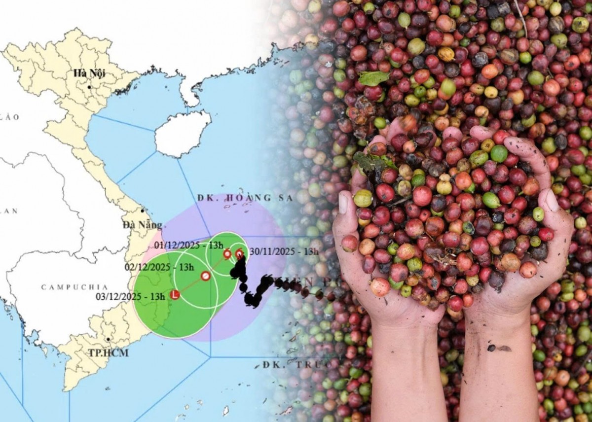 Ảnh hưởng thời tiết và cú hích thuế quan từ Mỹ đẩy giá cà phê vượt đỉnh