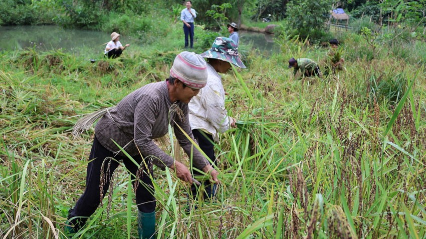 Nhiều hộ dân trên địa bàn tỉnh Thanh Hóa được Nhà nước và UBND tỉnh Thanh Hóa hỗ trợ khôi phục sản xuất nông nghiệp sau thiên tại. 