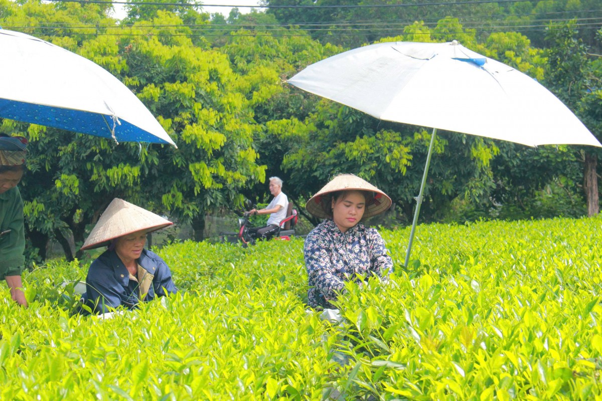 Thái Nguyên triển khai hiệu quả mô hình đào tạo nghề cho lao động vùng DTTS và miền núi