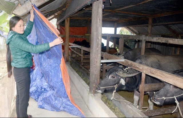 Quảng Ninh: Chủ động phòng, chống đói rét cho vật nuôi vụ Đông-Xuân