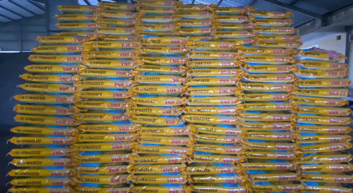 Quảng Trị chủ động cung ứng giống lúa vụ Đông xuân 2025-2026