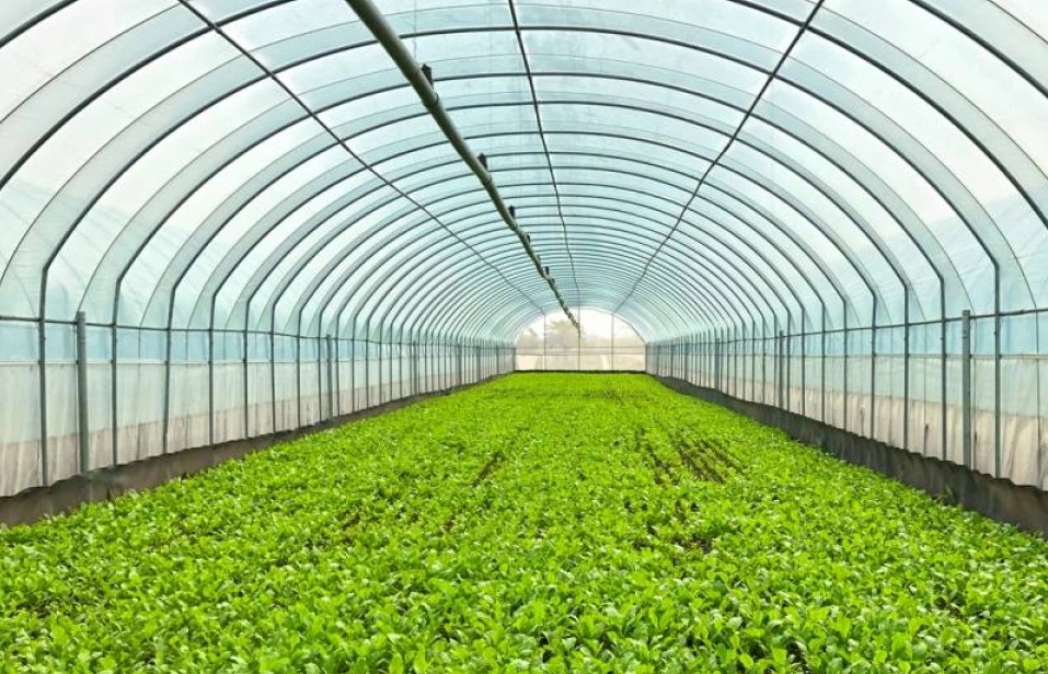 Tăng giá trị nông sản bằng mô hình hợp tác xã nông nghiệp hữu cơ