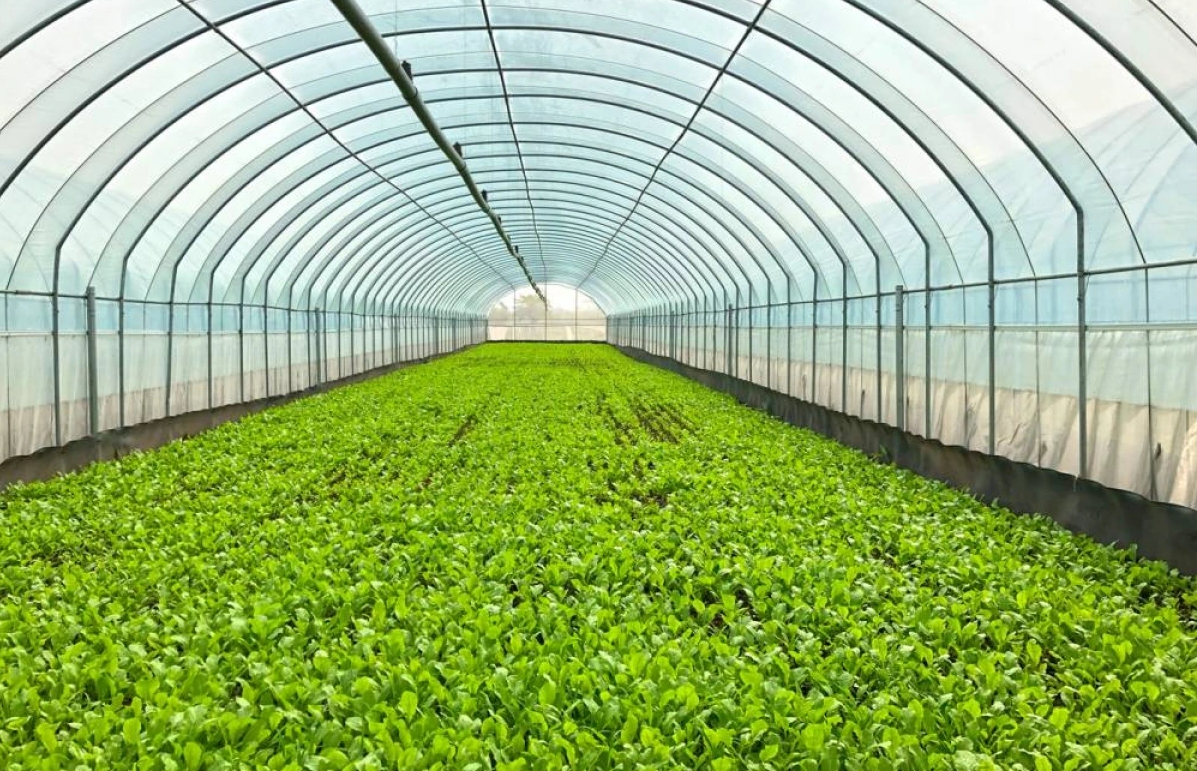 Tăng giá trị nông sản bằng mô hình hợp tác xã nông nghiệp hữu cơ