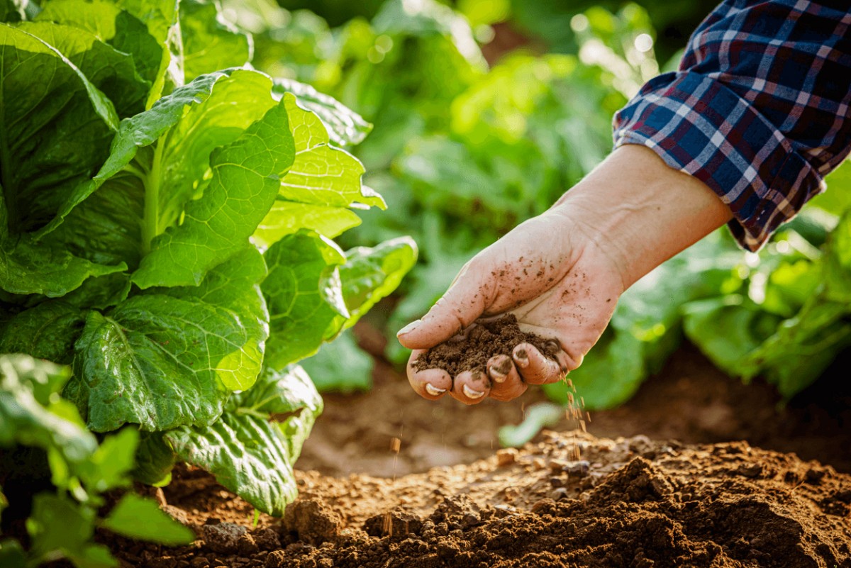 Bộ Chính trị yêu cầu hoàn thiện thể chế, đẩy mạnh phát triển nông nghiệp xanh, hữu cơ