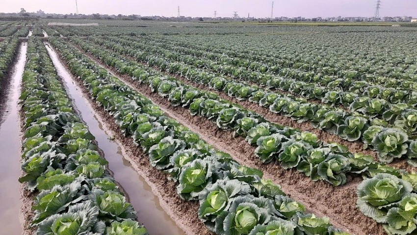 Hải Phòng: Ghi nhận nhiều tín hiệu khởi sắc từ sản xuất vụ Đông 2025-2026