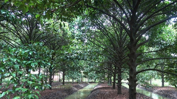 Phát triển nông nghiệp hữu cơ cho vùng chuyên canh cây ăn trái