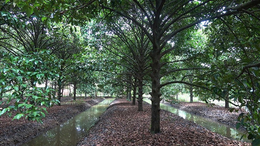 Phát triển nông nghiệp hữu cơ cho vùng chuyên canh cây ăn trái