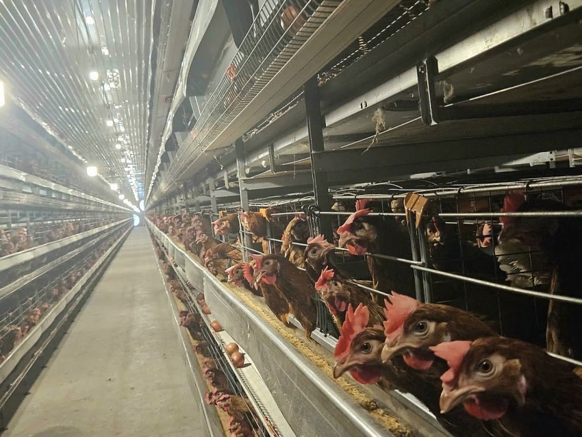 Phát triển nông nghiệp công nghệ cao, hữu cơ theo mô hình Israel ở Đồng Nai