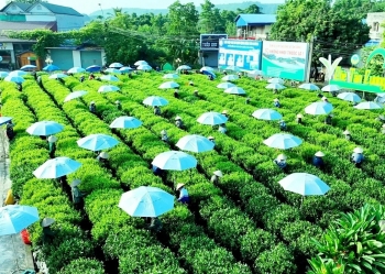 Xây dựng vùng chè nguyên liệu chất lượng cao