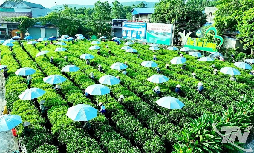 Xây dựng vùng chè nguyên liệu chất lượng cao