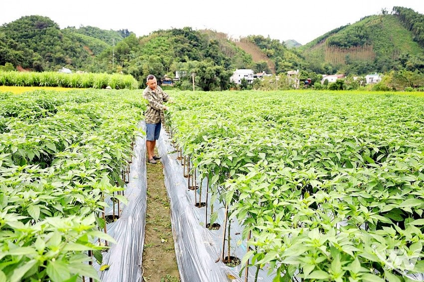 Hoàn thiện quy hoạch và chuỗi liên kết cho nông nghiệp