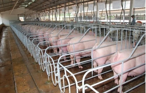 Yêu cầu giảm thiểu mùi hôi từ Trang trại chăn nuôi heo của Công ty TNHH Song Vũ Đắk Nông