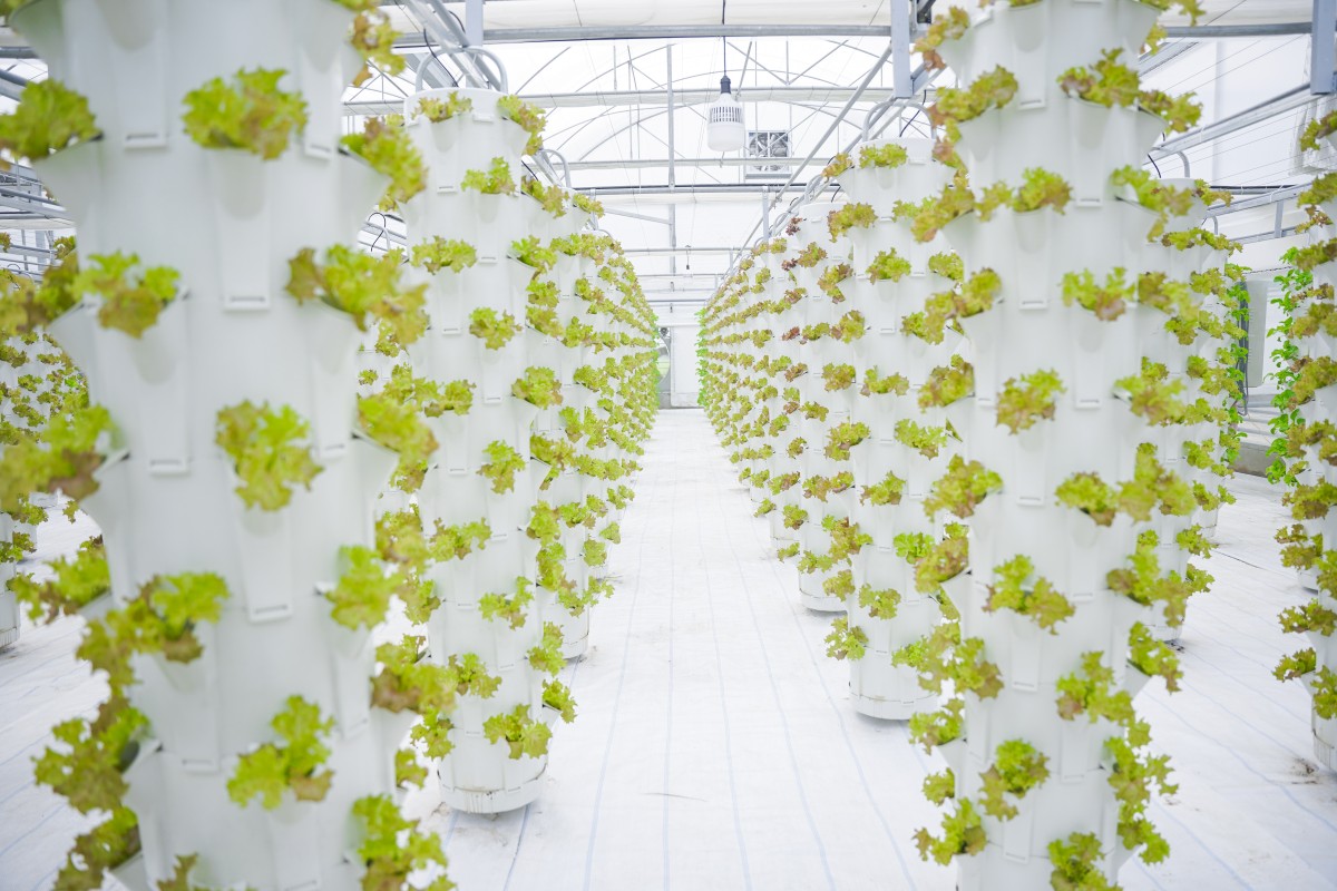 Trồng rau thủy canh - hướng đi mới trong việc ứng dụng sản xuất rau sạch, hữu cơ