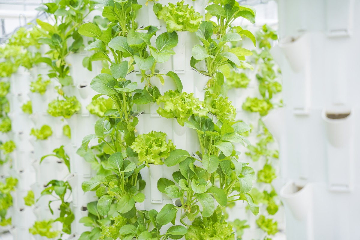 Trồng rau thủy canh - hướng đi mới trong việc ứng dụng sản xuất rau sạch