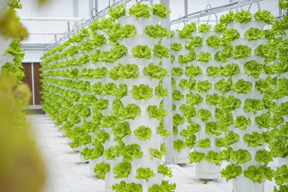 Trồng rau thủy canh - hướng đi mới trong việc ứng dụng sản xuất rau sạch