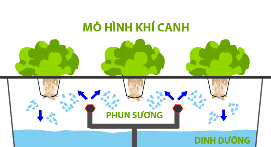 Trồng rau thủy canh - hướng đi mới trong việc ứng dụng sản xuất rau sạch, hữu cơ
