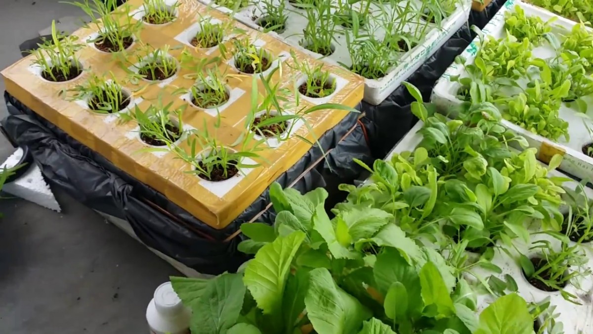 Trồng rau thủy canh - hướng đi mới trong việc ứng dụng sản xuất rau sạch