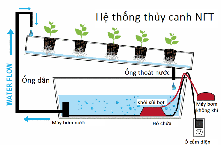 Trồng rau thủy canh - hướng đi mới trong việc ứng dụng sản xuất rau sạch